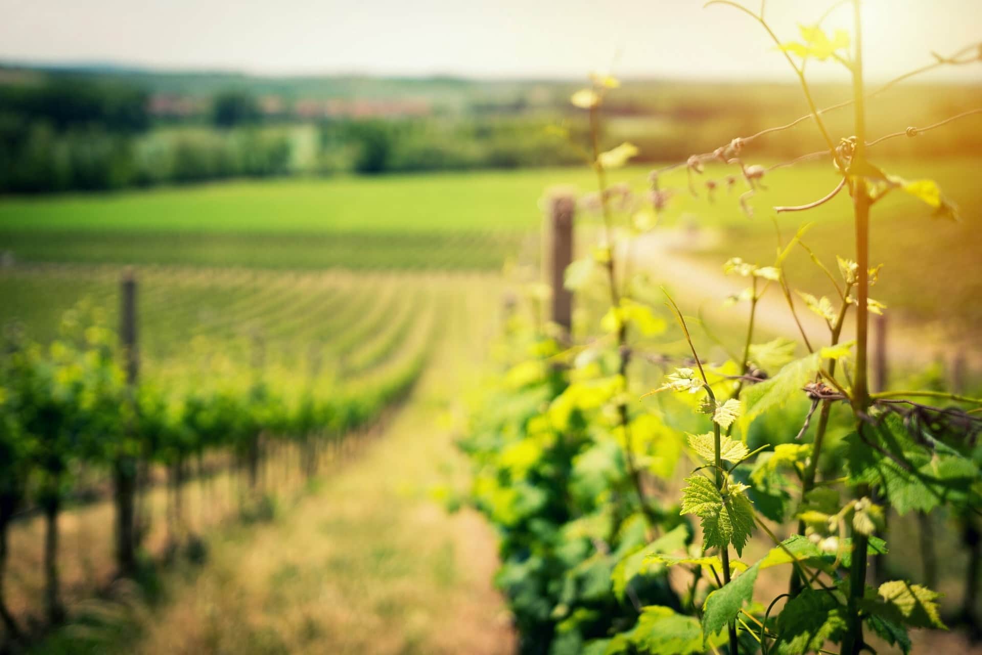 Sunlit vine rows near Beaune in Burgundy