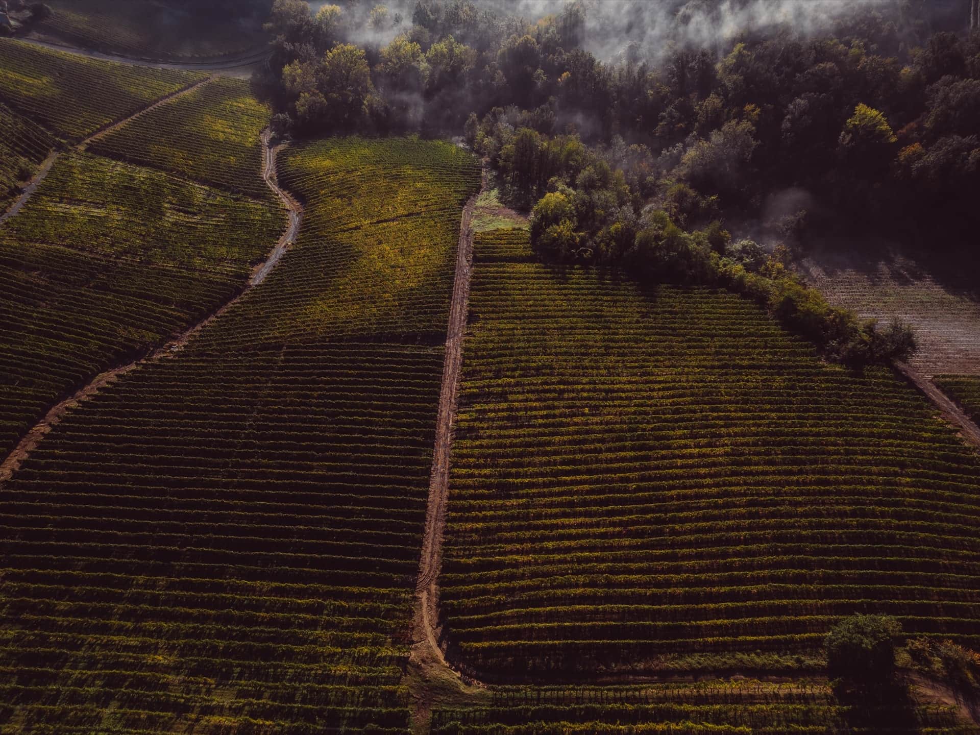 Roncaglie vineyards in La Morra, Piedmont